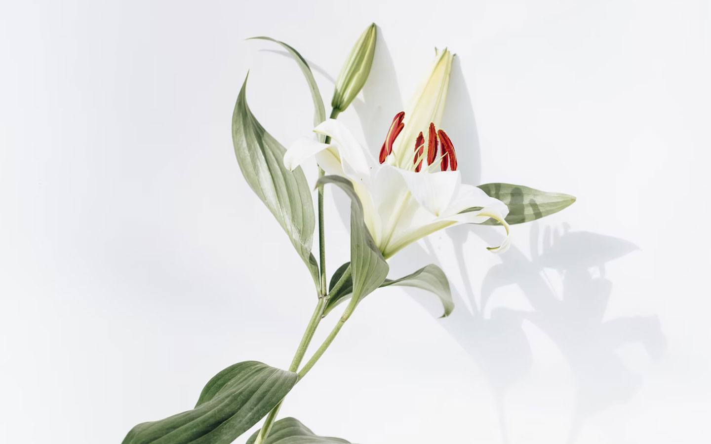 Same-Day Flower Delivery in Nairobi - How Zuri Blooms Makes Gifting Effortless