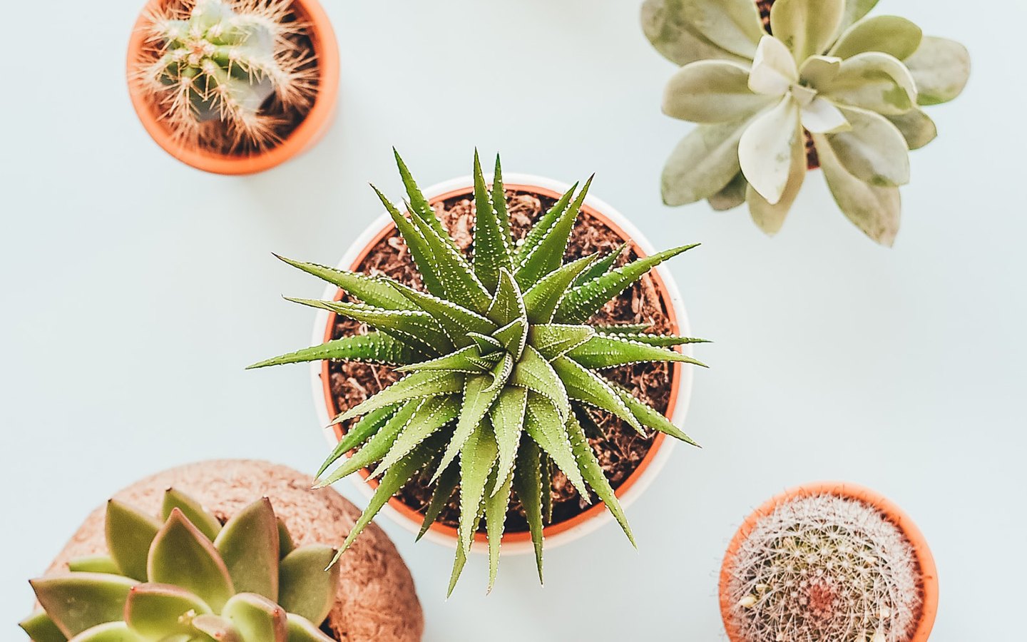 5 Ways Fresh Flowers Can Instantly Transform Your Home or Office Space