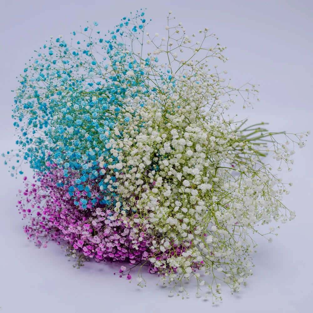 Garden Whispers Gypsophila bouquet featuring delicate gypsophila blooms in soft pastel tones, arranged by Zuri Blooms