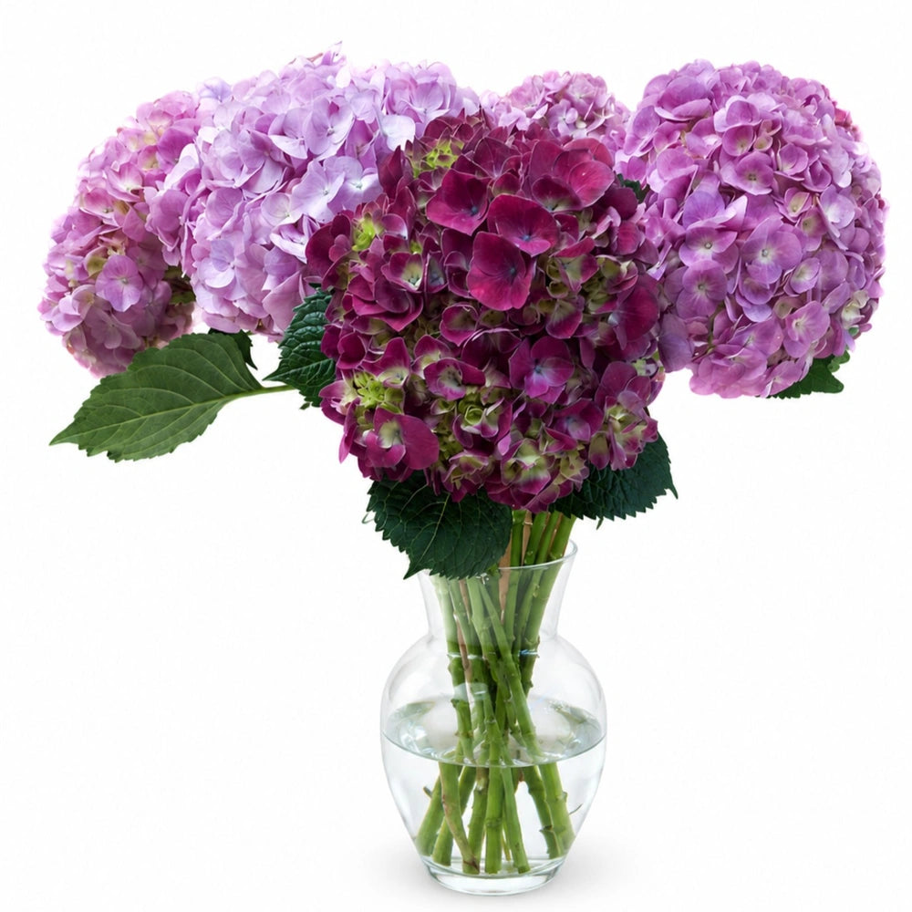 Elegant Hydrangeas
